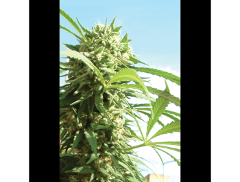 SEEDSALAD - CRITICAL FEM