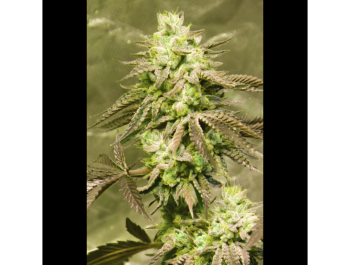 SEEDSALAD - GORILLA SKIT FEM (USA STRAIN)