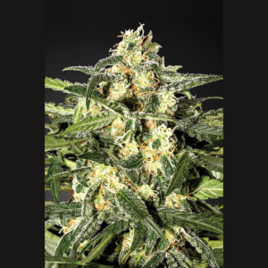 SEEDSALAD - JACK HERER FEM