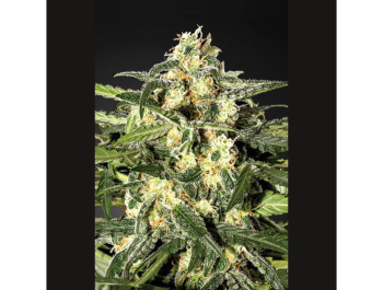 SEEDSALAD - JACK HERER FEM
