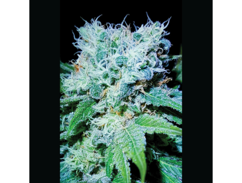 SEEDSALAD - MAZAR SKUNK EXTREME