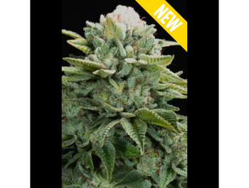 SEEDSALAD - MOBY DICK XXL FEM