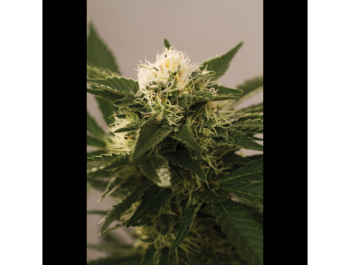 SEEDSALAD - MONTANA CHEM DOG FEM