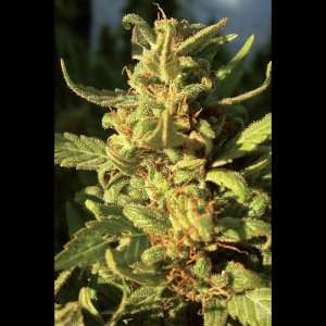 SEEDSALAD - NORTHERN LIGHT FEM