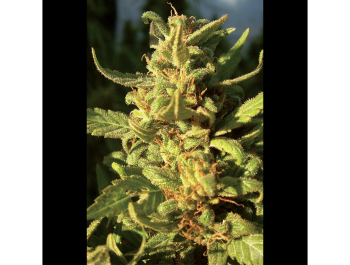 SEEDSALAD - NORTHERN LIGHT FEM