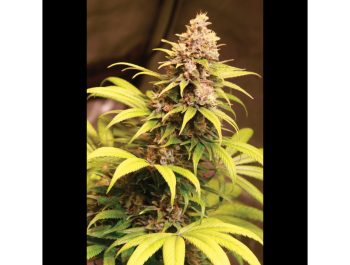 SEEDSALAD - OBAMA GELATO FEM (USA STRAIN)