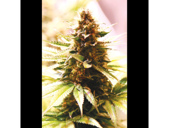 SEEDSALAD - PAPAYA COOKIES FEM (USA STRAIN)