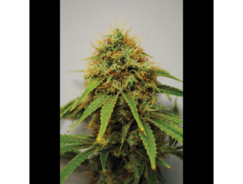 SEEDSALAD - REINA MADRE