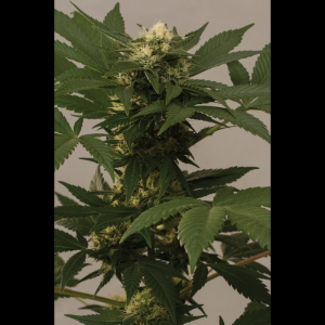 SEEDSALAD - RELAX CBD FEM