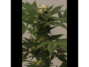 SEEDSALAD - RELAX CBD FEM