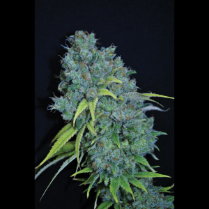 SEEDSALAD - FEM DOUCE DE PAMPLEMOUSSE