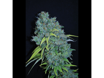 SEEDSALAD - FEM DOUCE DE PAMPLEMOUSSE