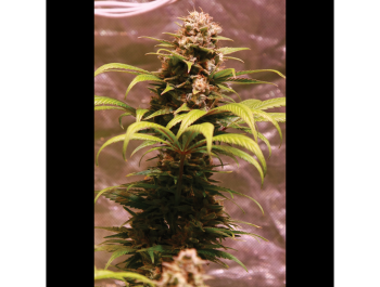 SEEDSALAD - WEDDING FRUIT FEM (USA STRAIN)