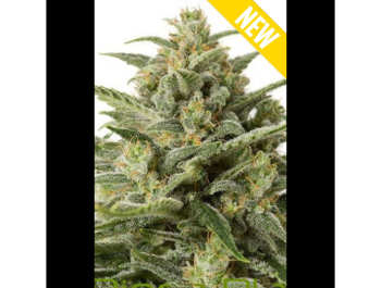 SEEDSALAD - WEISSE WITWE XXL FEM