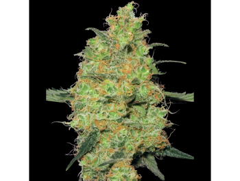 WHITE LABEL - MASTER KUSH FEM