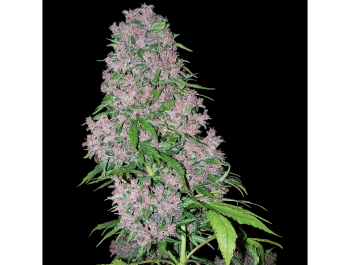 WHITE LABEL - PURPLE BUD FEM