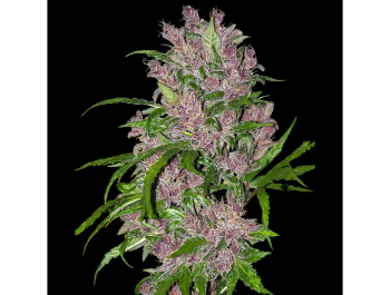 WHITE LABEL - PURPLE BUD AUTOMATIC