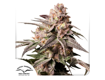 DUTCH PASSION - SLUSH MINT CAKE FEM