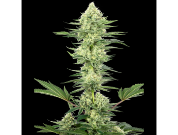 WHITE LABEL - WHITE GORILLA HAZE FEM