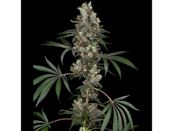 WHITE LABEL - CHEMBERRIES FEM