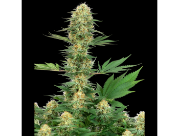 WHITE LABEL - GELATO #420 FEM