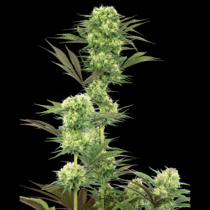 WHITE LABEL - GUAVA JELLY FEM