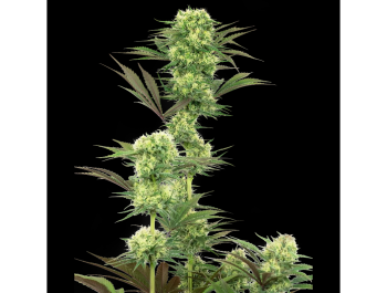 WHITE LABEL - GUAVA JELLY FEM