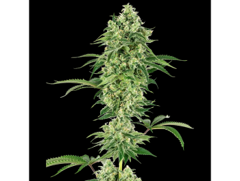 WHITE LABEL - NICOLE HINDU KUSH FEM