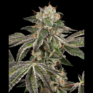 WHITE LABEL - RUNTZ AUTO FEM