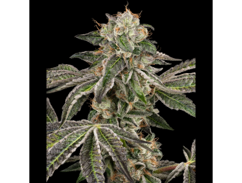 WHITE LABEL - RUNTZ AUTO FEM