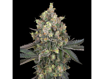 WHITE LABEL - SWEET BERRY BREEZE FEM