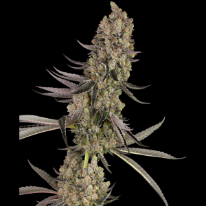 WHITE LABEL - VLAD THE INHALER FEM