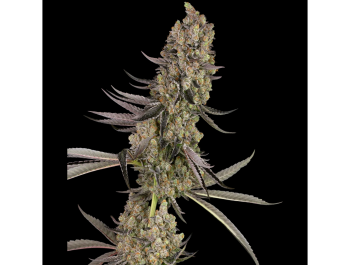 WHITE LABEL - VLAD THE INHALER FEM