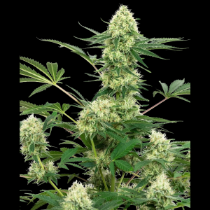 WHITE LABEL - WEDDING CHEESECAKE FEM