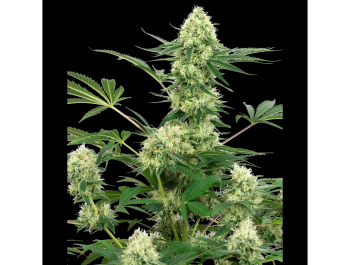 WHITE LABEL - WEDDING CHEESECAKE FEM