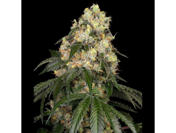 WHITE LABEL - WHITE BISCOTTI OG XXL FEM