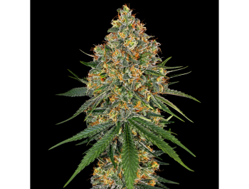 WHITE LABEL - WHITE CHEESE FEM