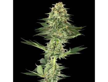 WHITE LABEL - BANANA KUSH FEM