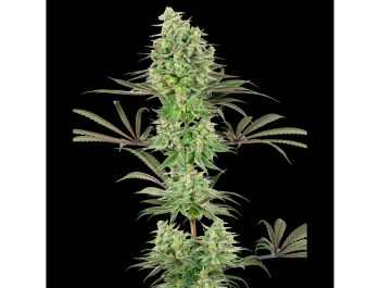 WHITE LABEL - DOUBLE BANANA KUSH FEM