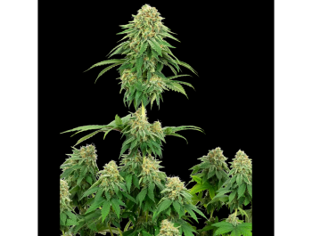 WHITE LABEL - GIRL SCOUT COOKIES FEM