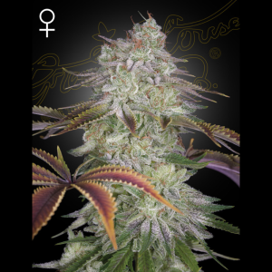 GREEN HOUSE SEED CO. - ALIENZ FEM