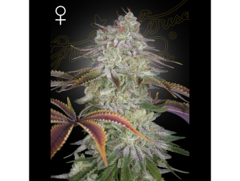 GREEN HOUSE SEED CO. - ALIENZ FEM