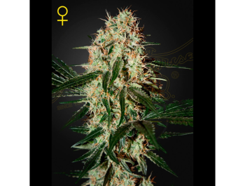GREEN HOUSE SEED CO. - ARJAN'S HAZE 3 FEM