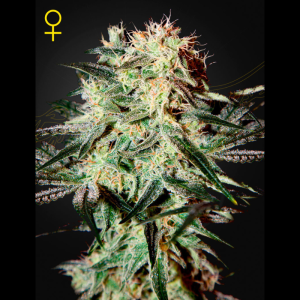 GREEN HOUSE SEED CO. - ARJAN'S STRAWBERRY HAZE FEM