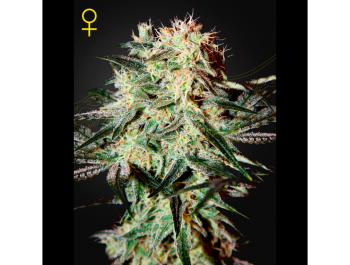 GREEN HOUSE SEED CO. - ARJAN'S STRAWBERRY HAZE FEM