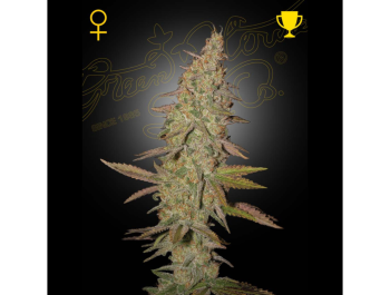 GREEN HOUSE SEED CO. - ARJAN'S ULTRA HAZE 1 FEM