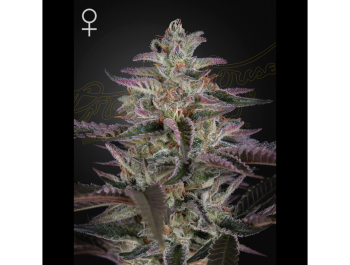 GREEN HOUSE SEED CO. - BANANE KRUMBLE FEM