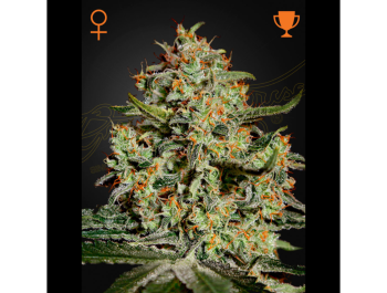 GREEN HOUSE SEED CO. - BIG BANG FEM