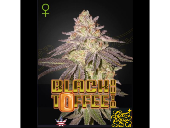 GREEN HOUSE SEED CO. - BLACK TOFFEE AUTO FEM