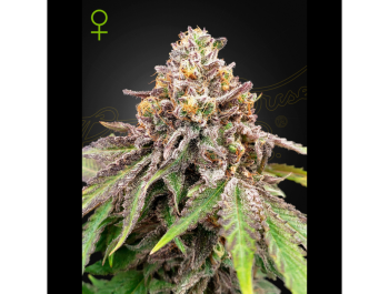 GREEN HOUSE SEED CO. - BLUE HAZE X ICE CREAM #41 AUTOFLOWERING FEM